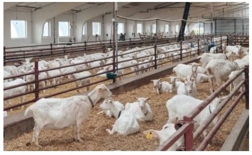Rajasthan Bakri Palan Yojana